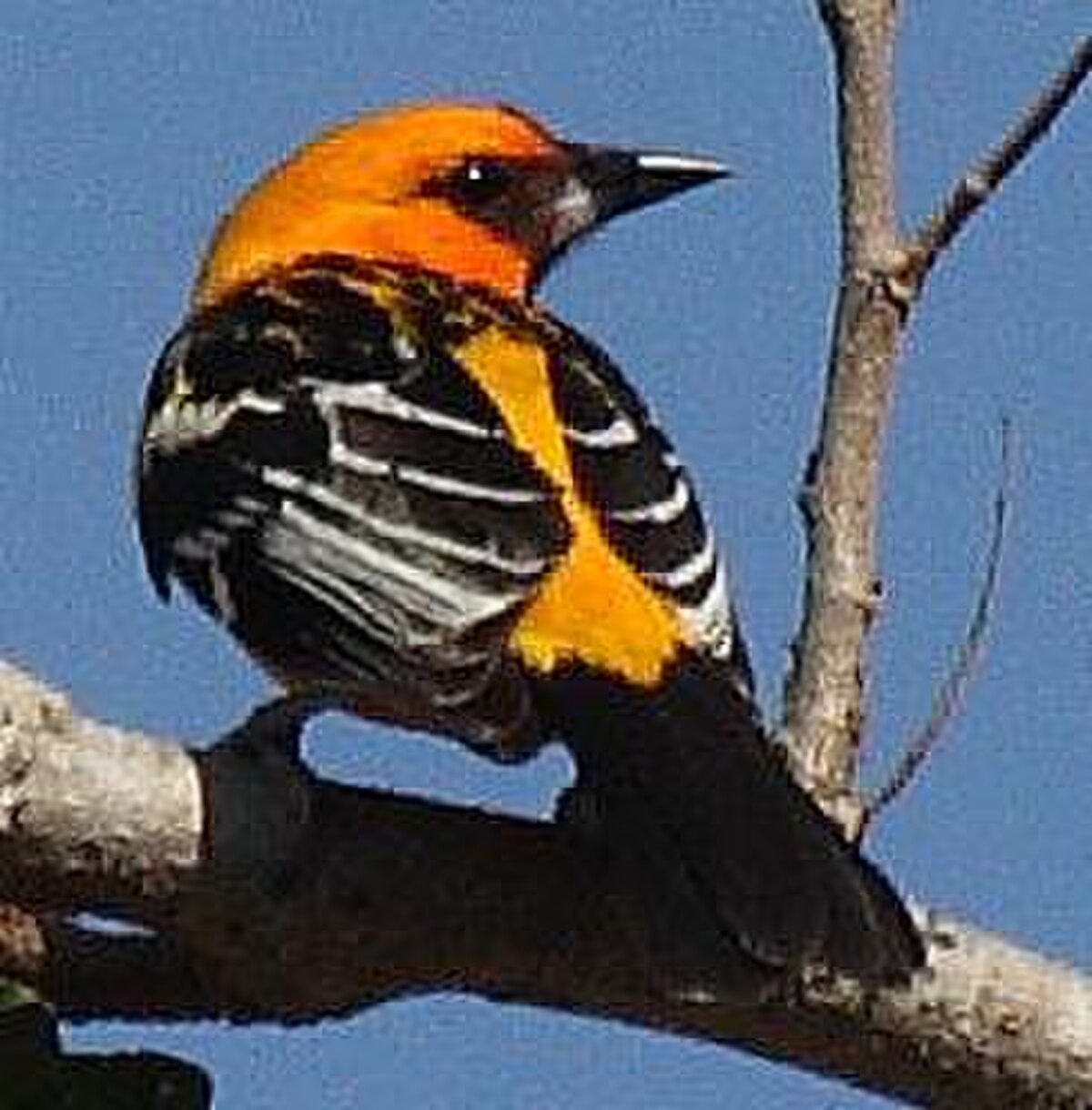 Icterus pustulatus.jpg