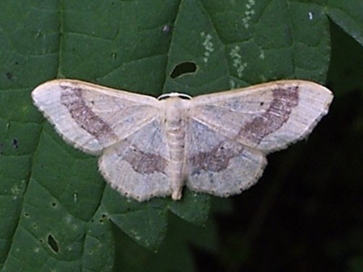 Idaea