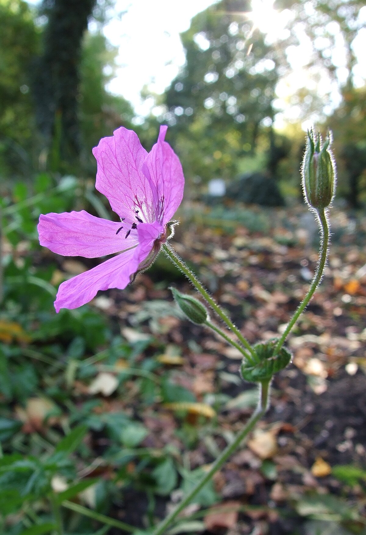 Erodium manescavi