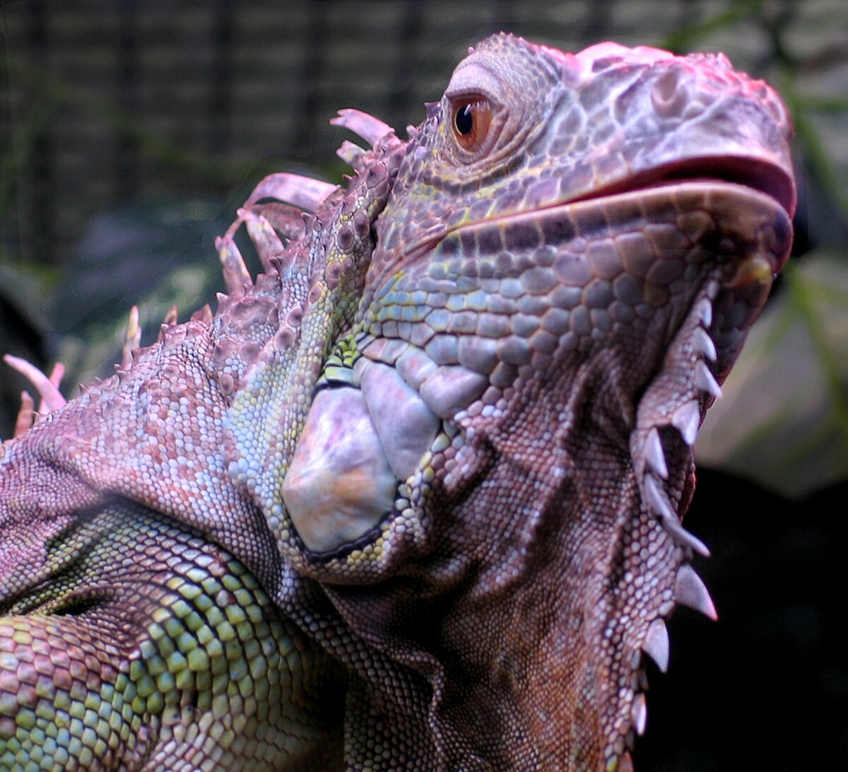 Iguania
