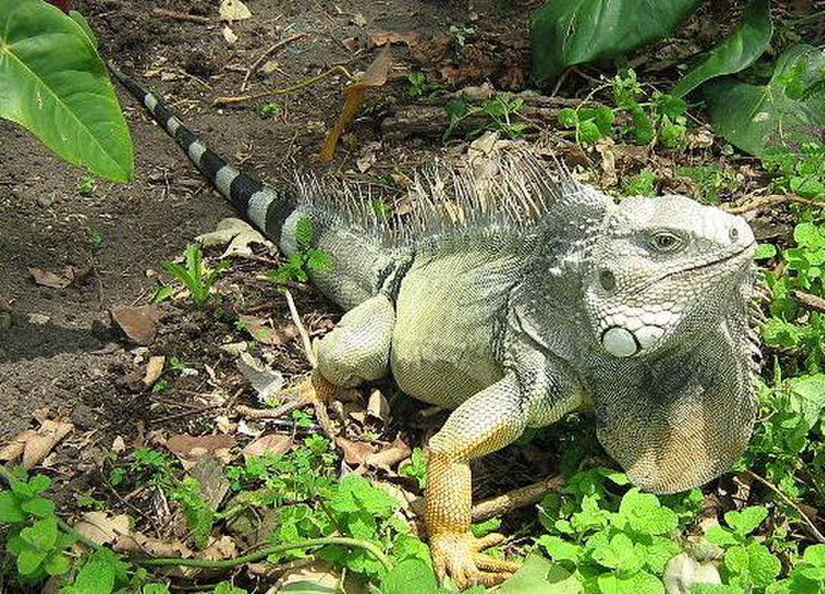 Iguana iguana