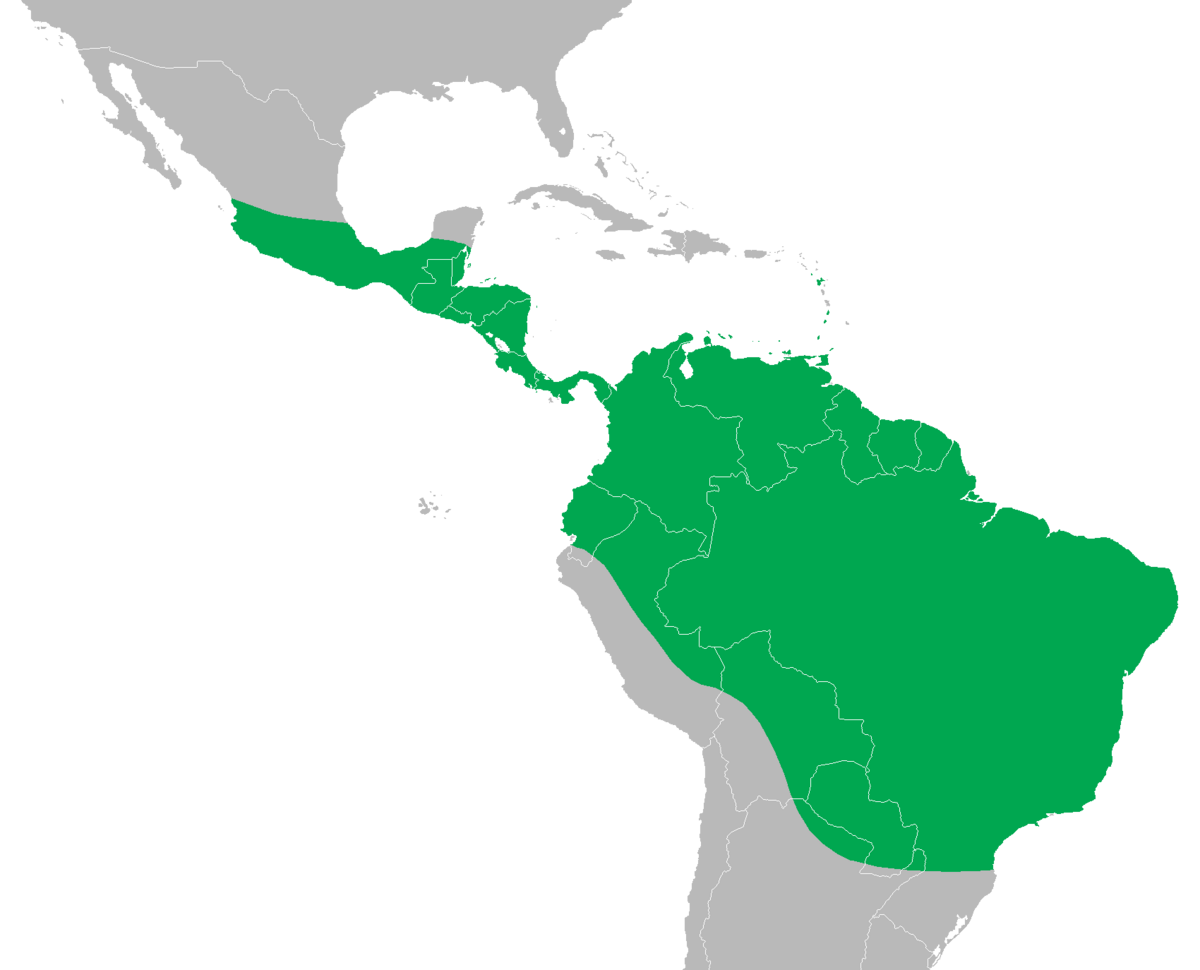 Iguana iguana distribution map.png