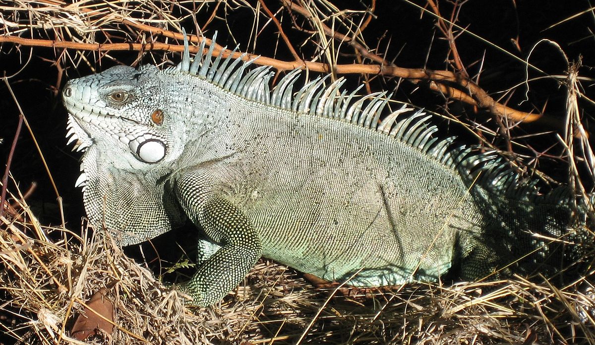 Iguanidae