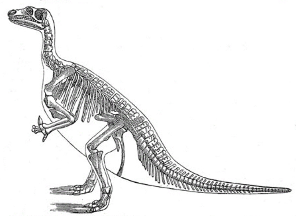 Ornithischia