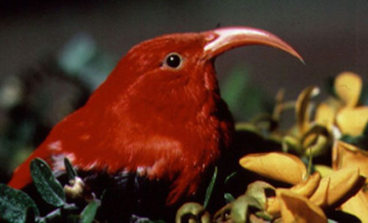 Iiwi rouge