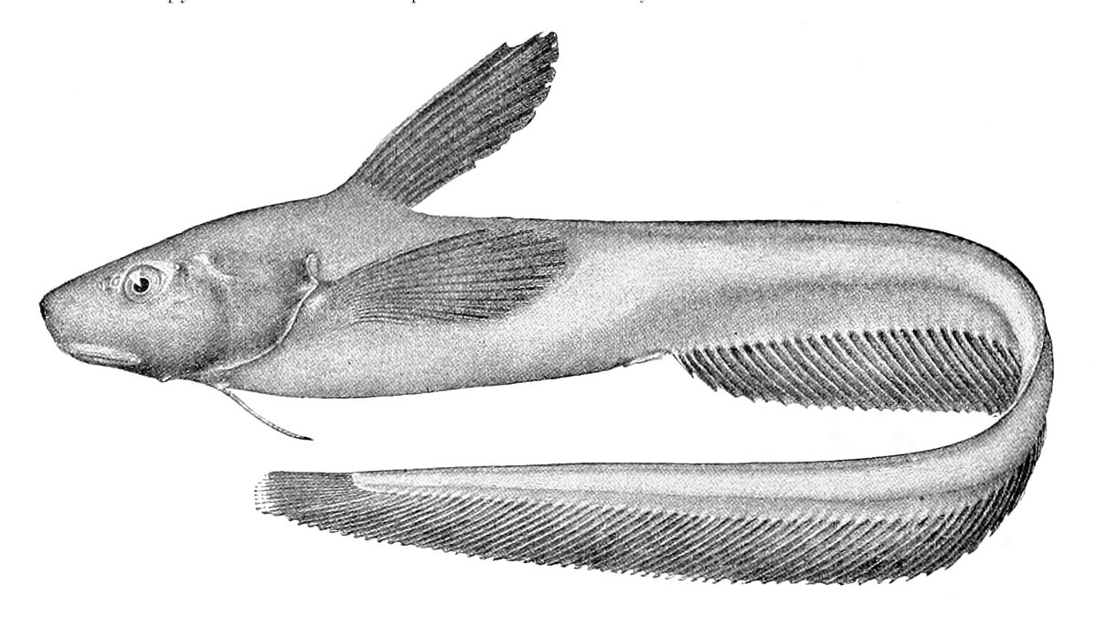 Ateleopodidae