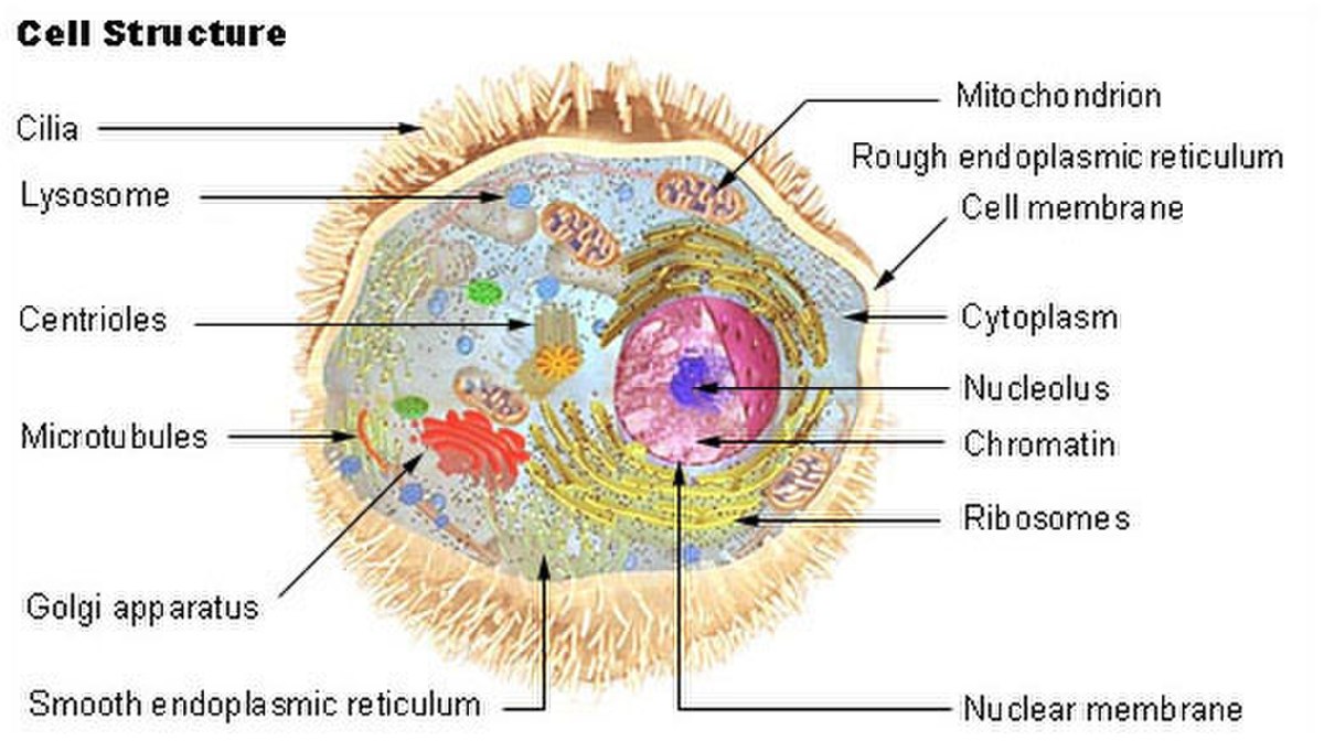 Lysosome