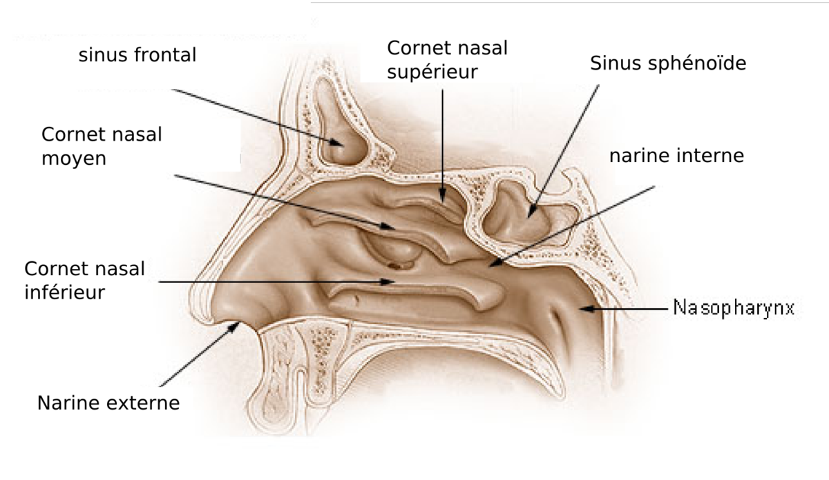 Cornet nasal