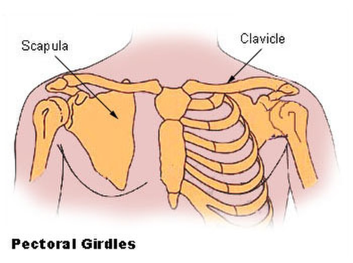 Scapula