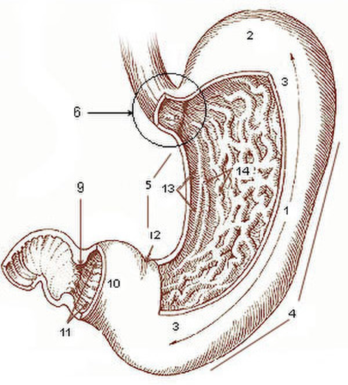 Endobrachyœsophage