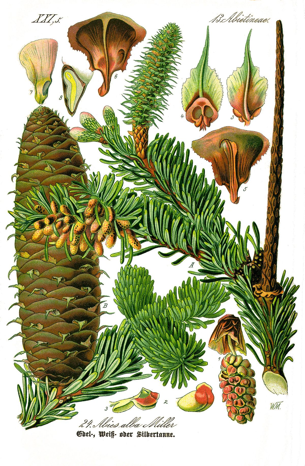 Sapin blanc
