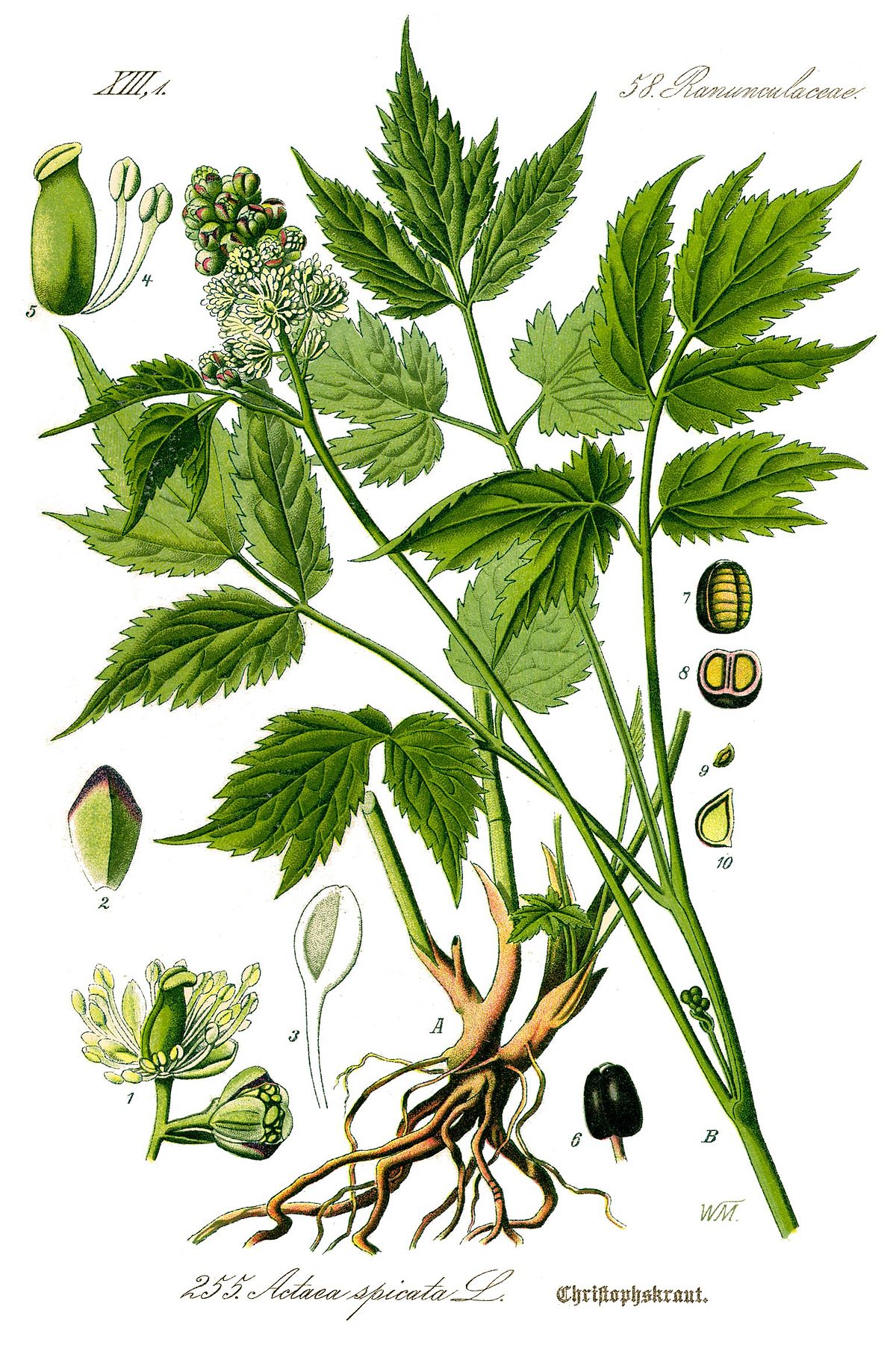 Actaea