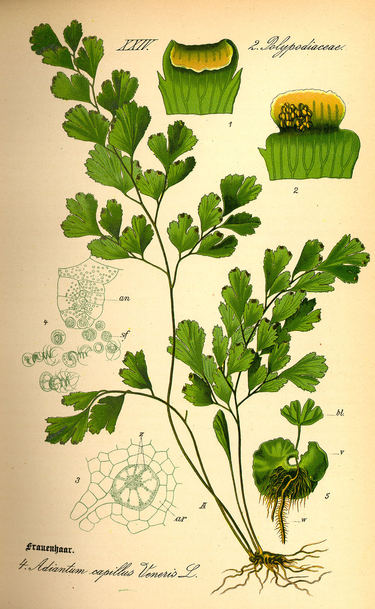 Capillaire de Montpellier
