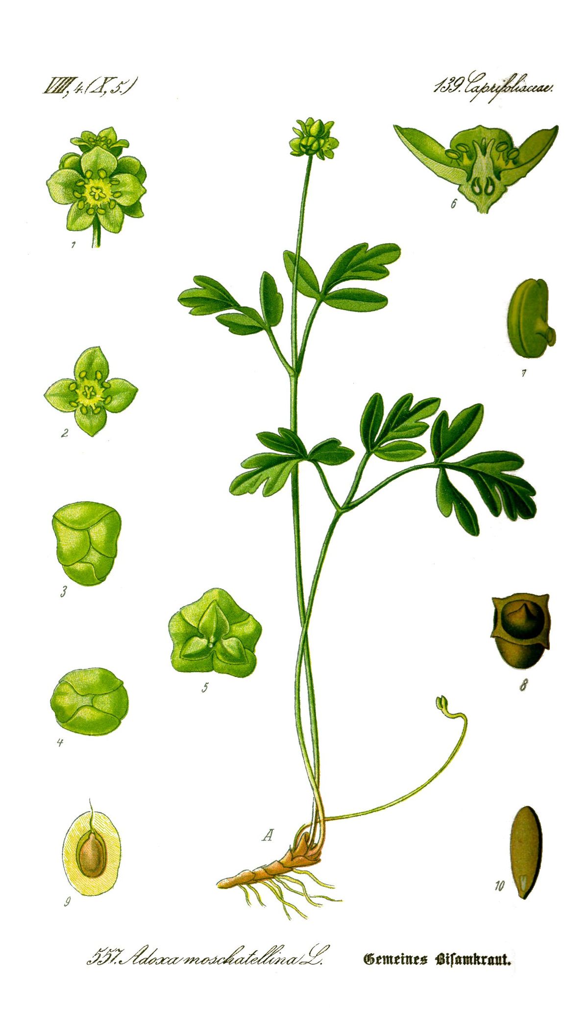Adoxe moscatelline