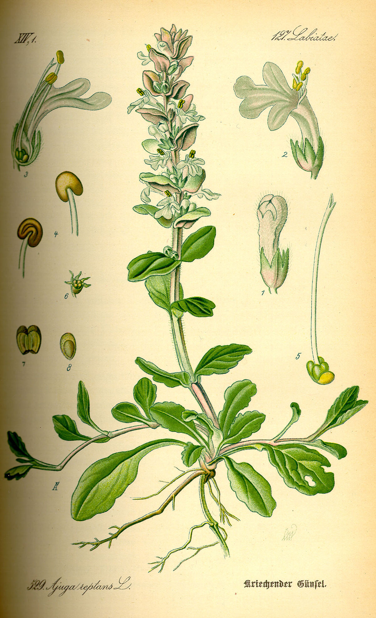 Bugle rampante