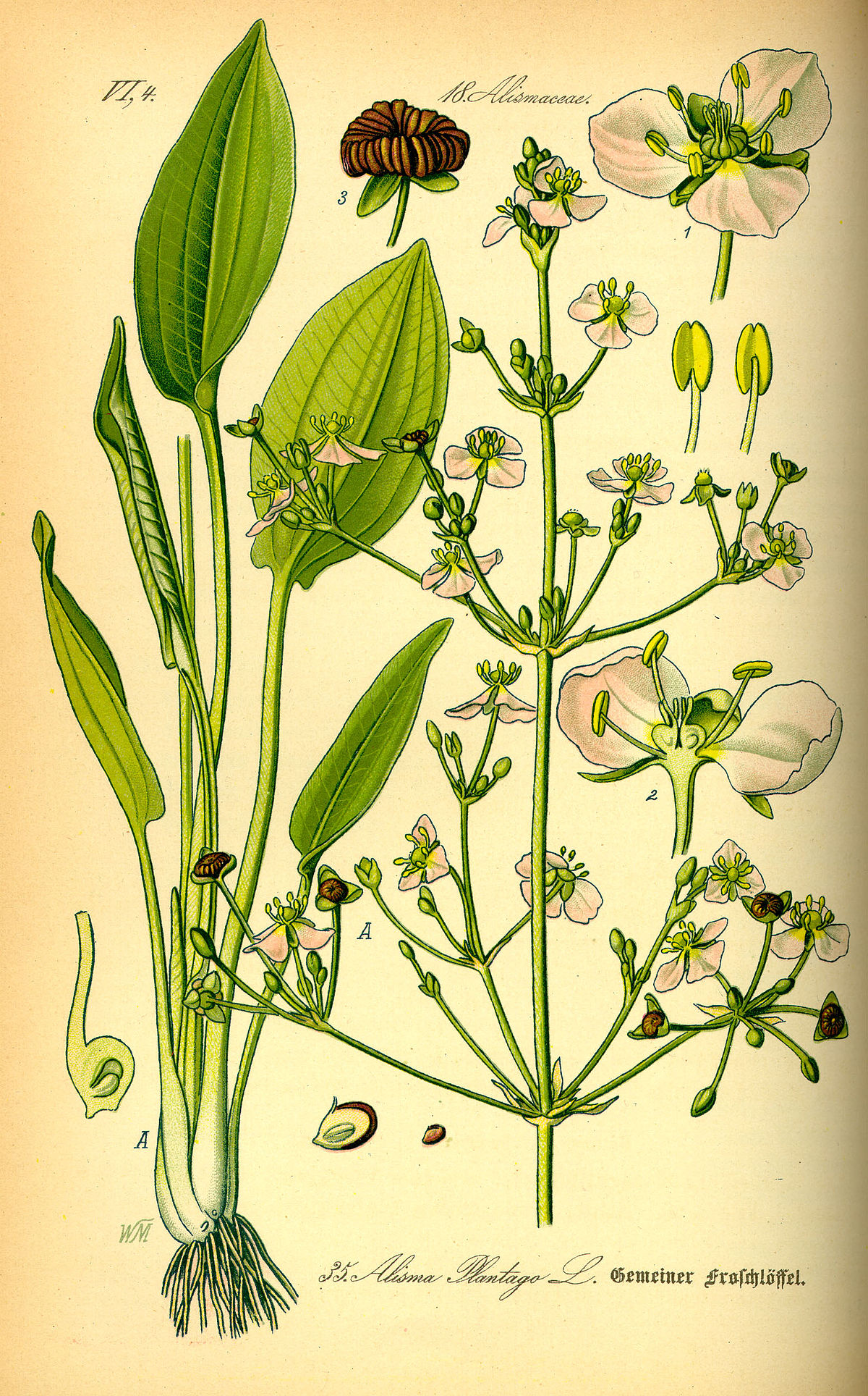 Alismataceae