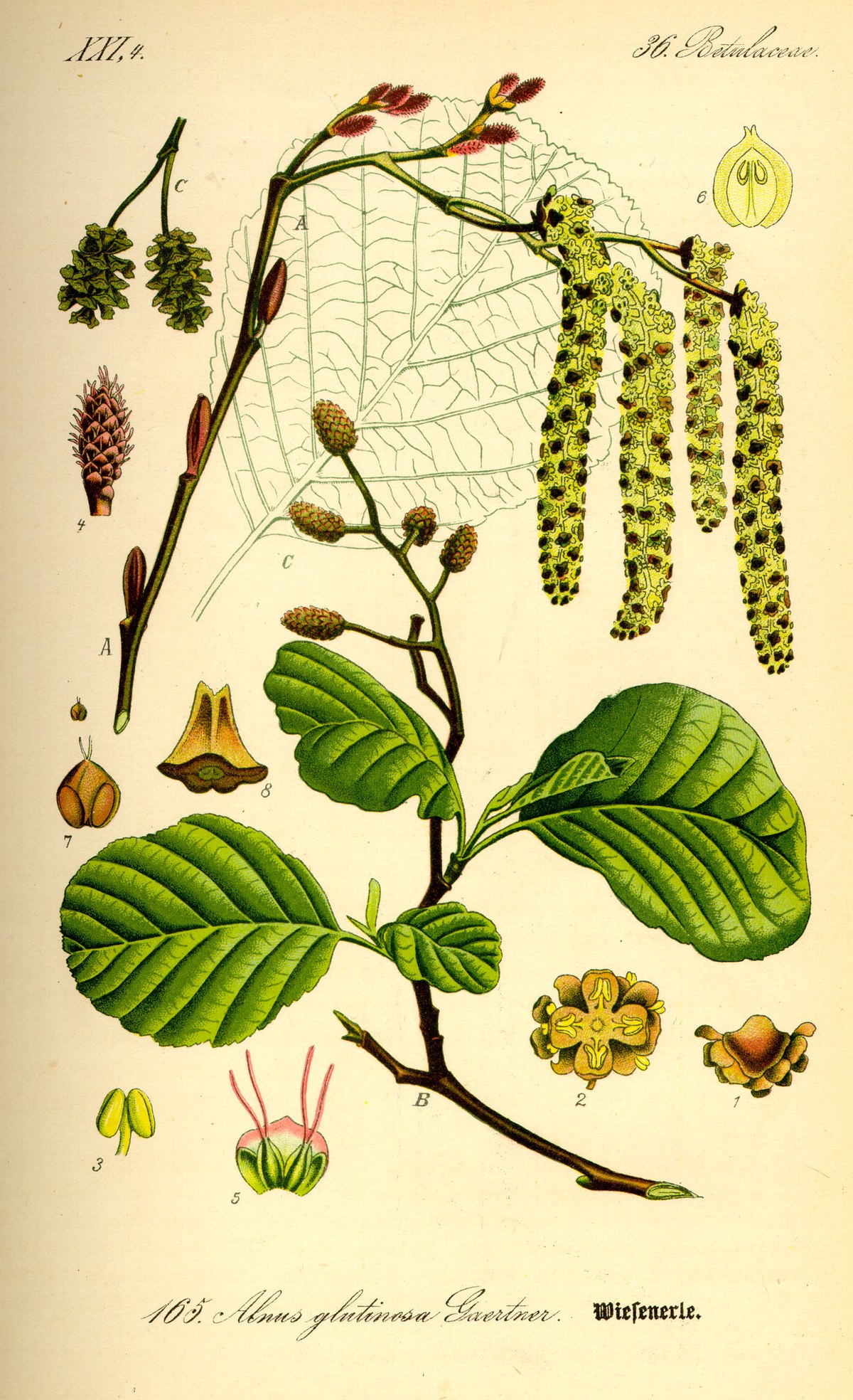 Betulaceae