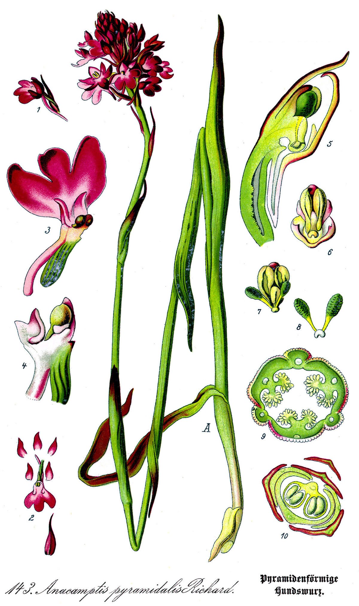 Orchis pyramidal