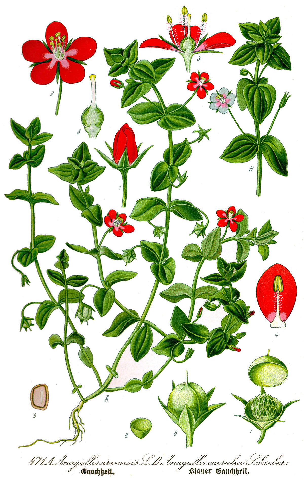 Mouron rouge (plante)