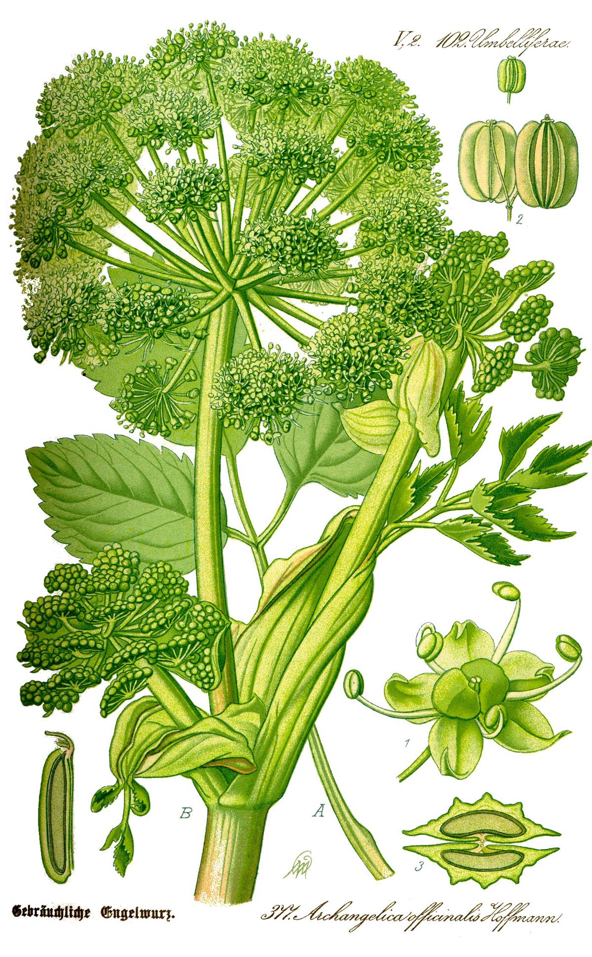 Angelica