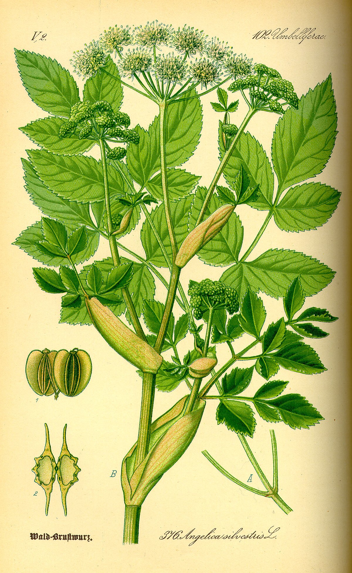 Angélique des bois