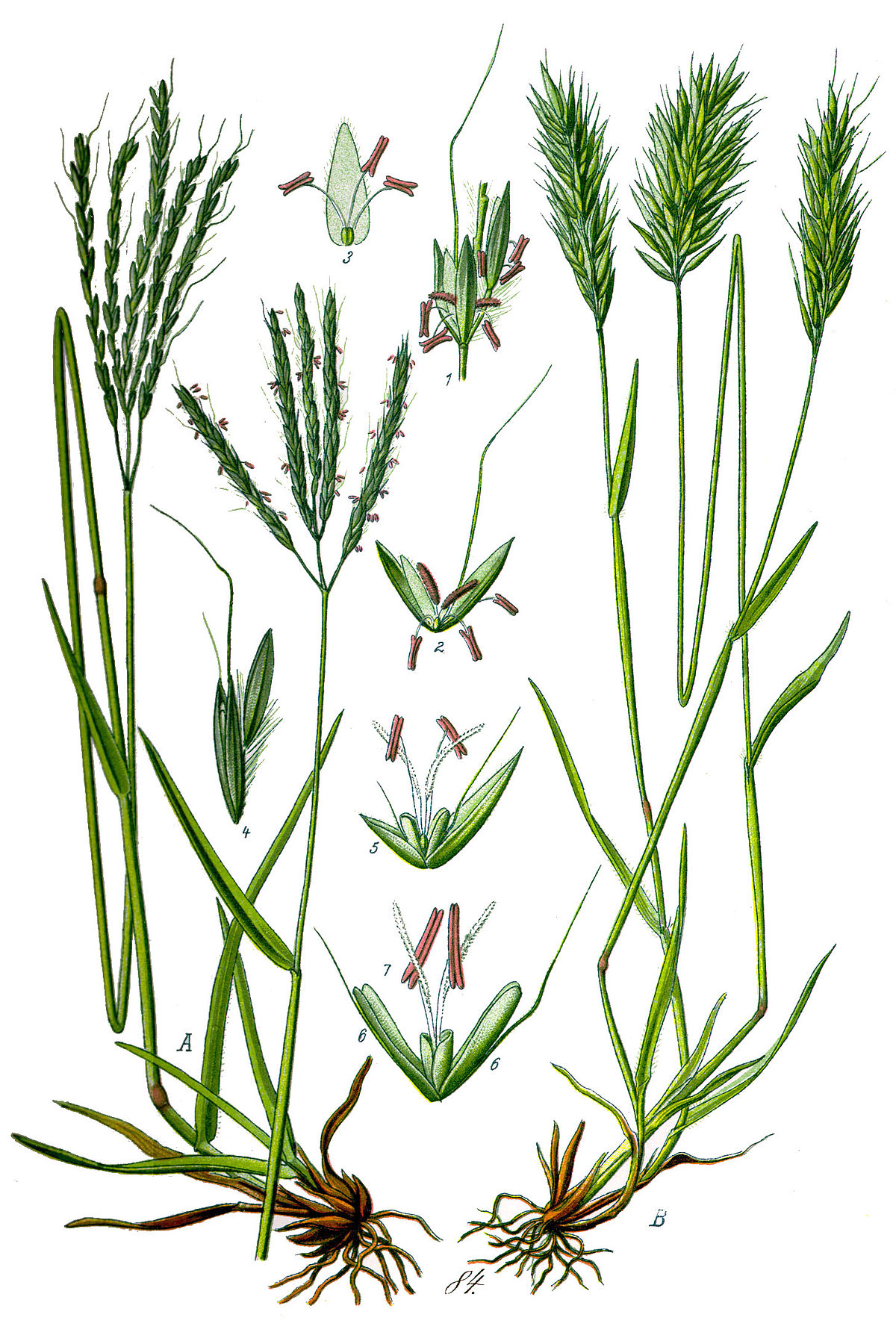 Flouve odorante