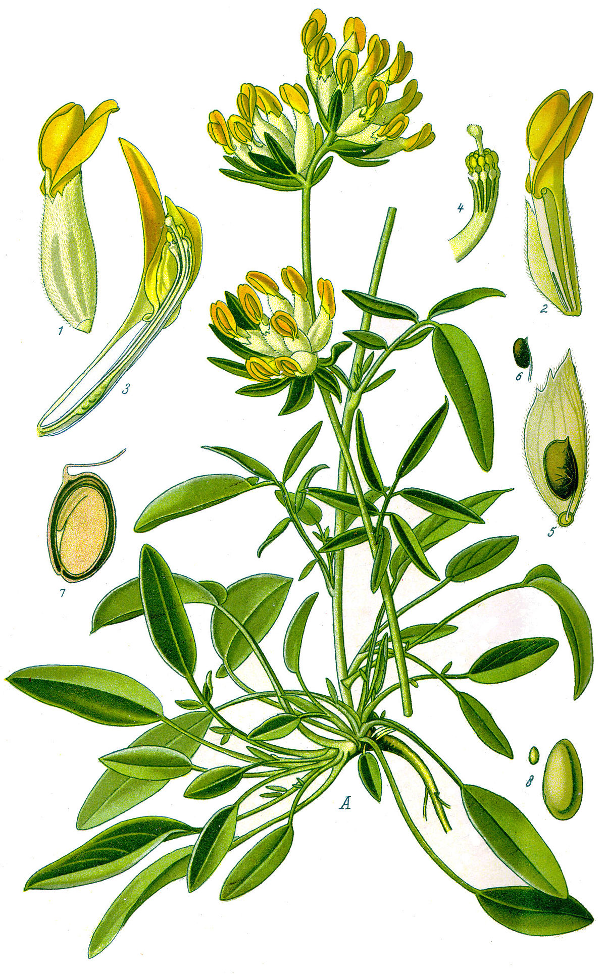 Anthyllide vulnéraire