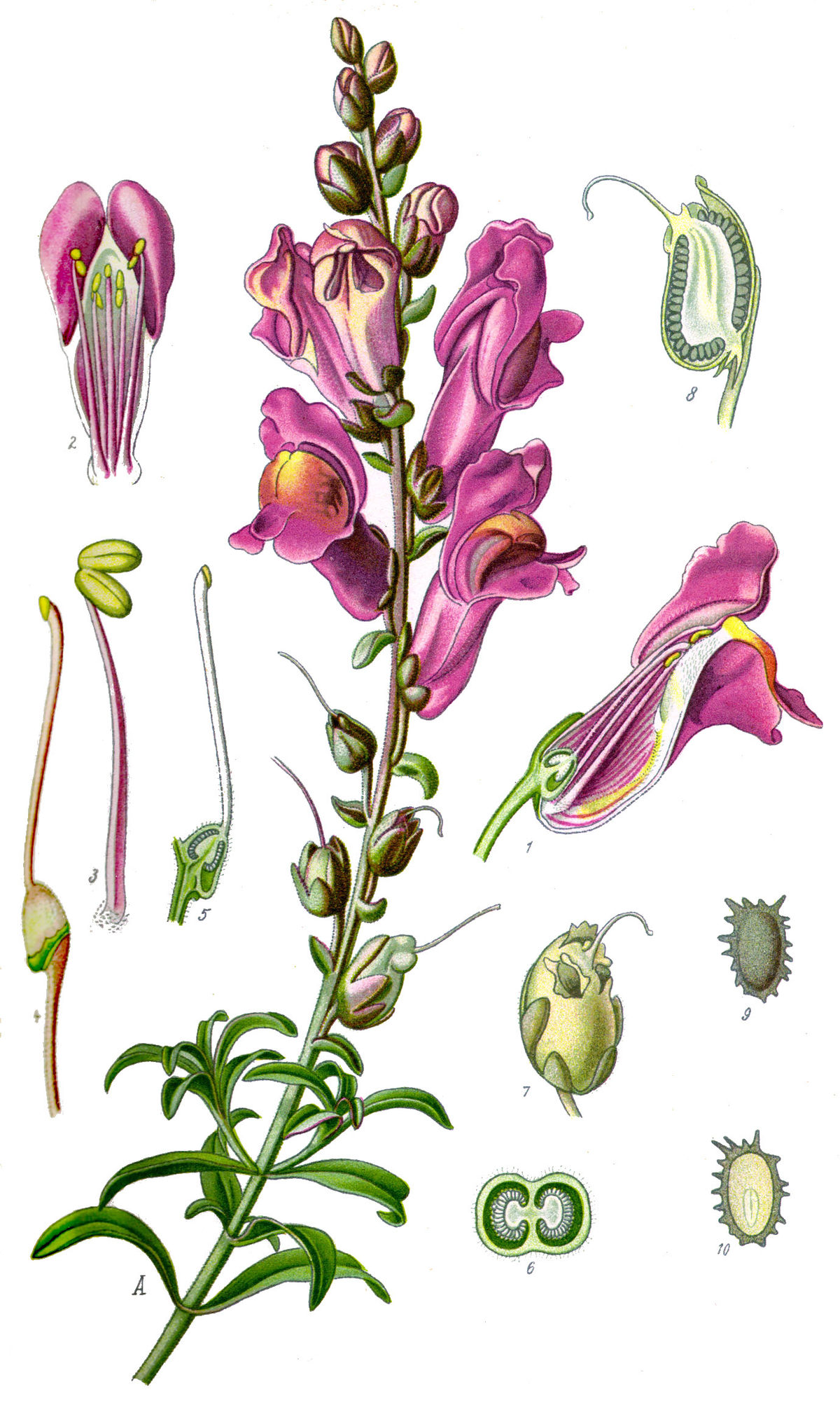 Muflier à grandes fleurs