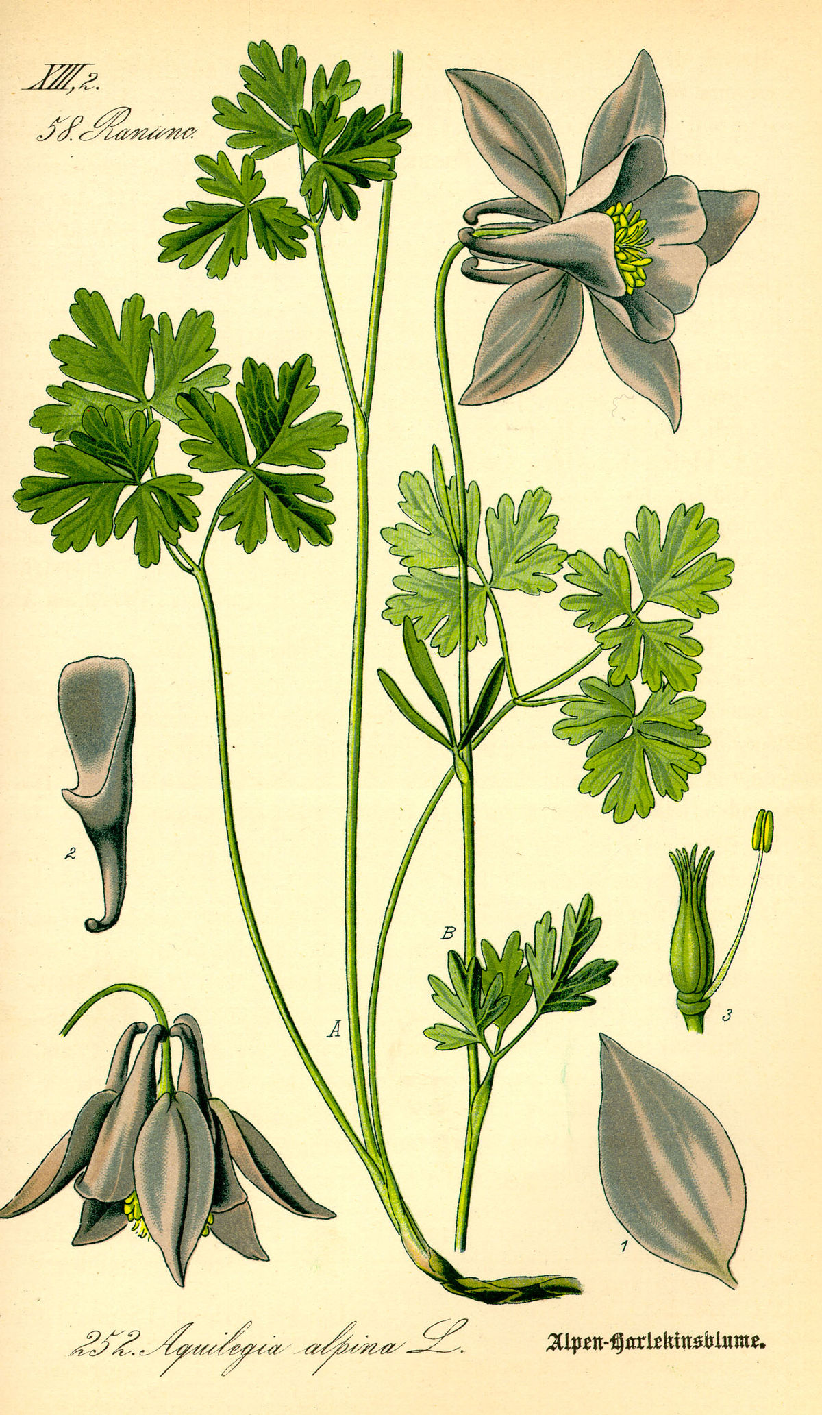 Ancolie des Alpes