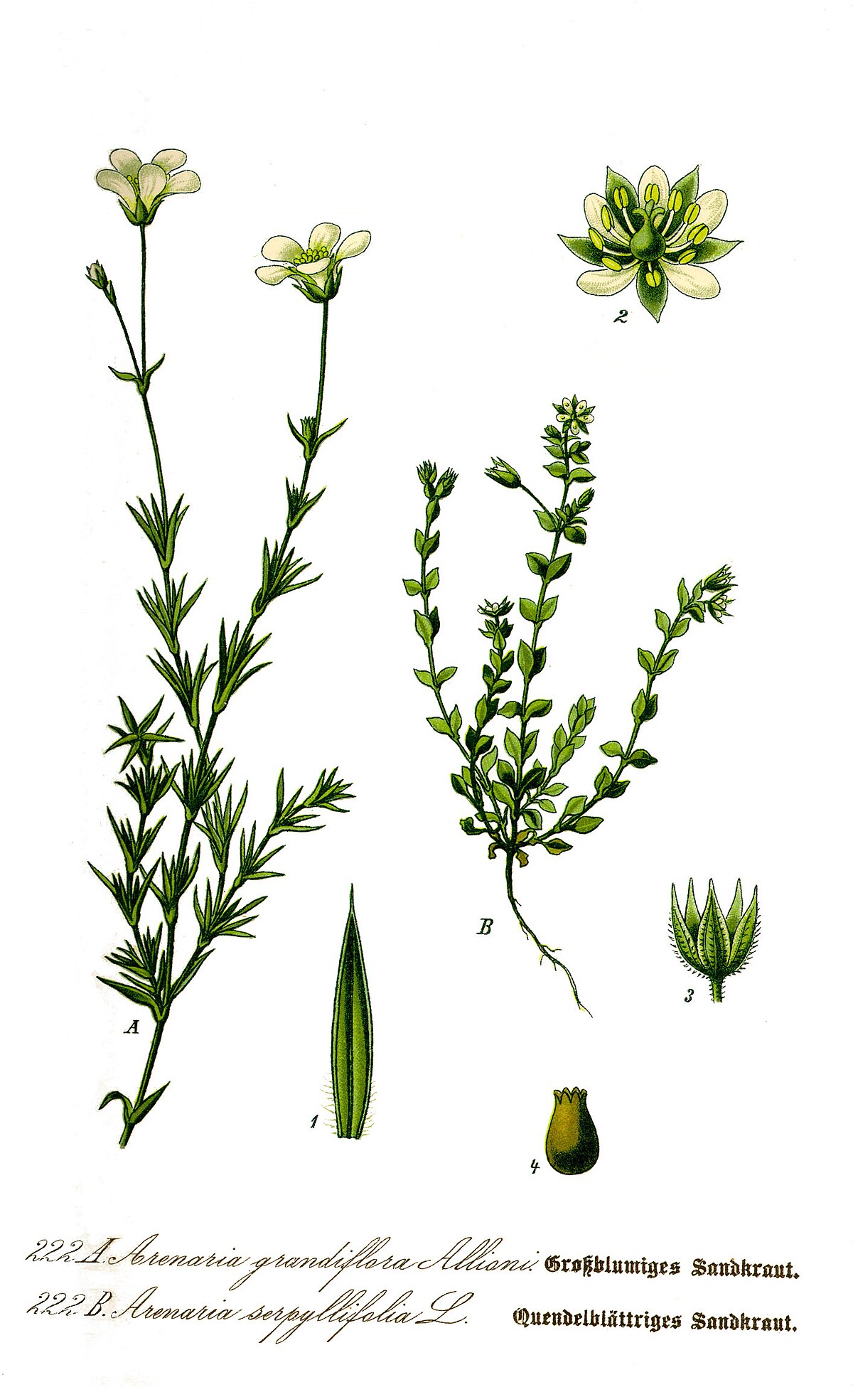 Sabline à feuilles de serpolet