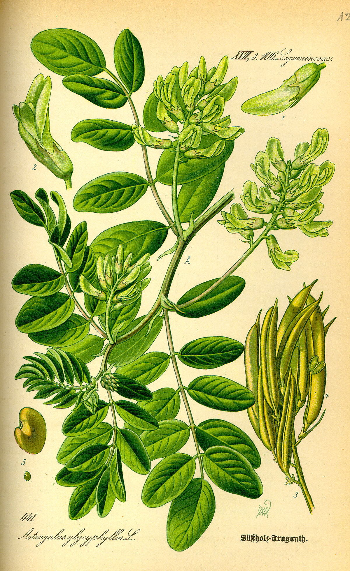 Astragale (flore)