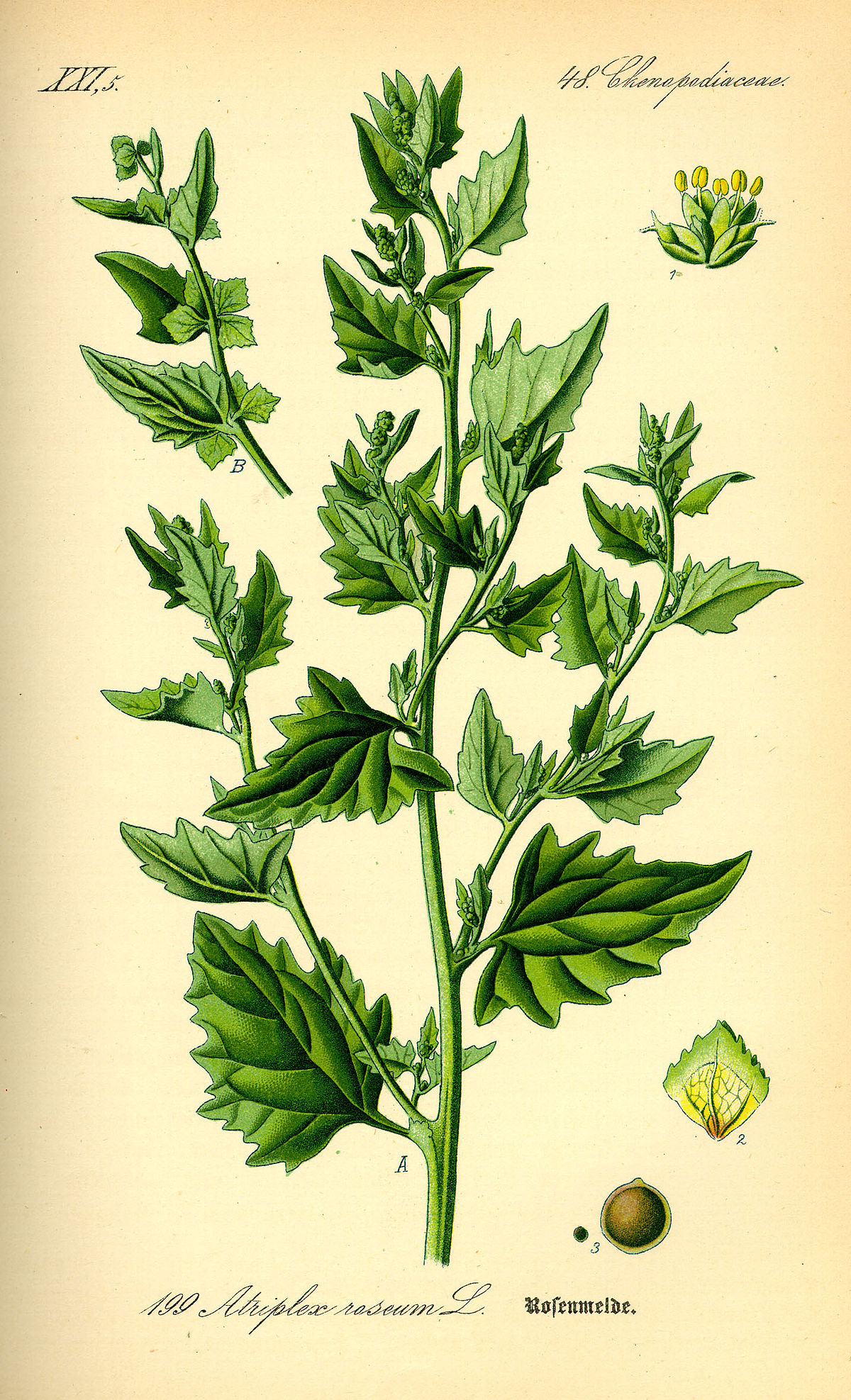 Atriplex