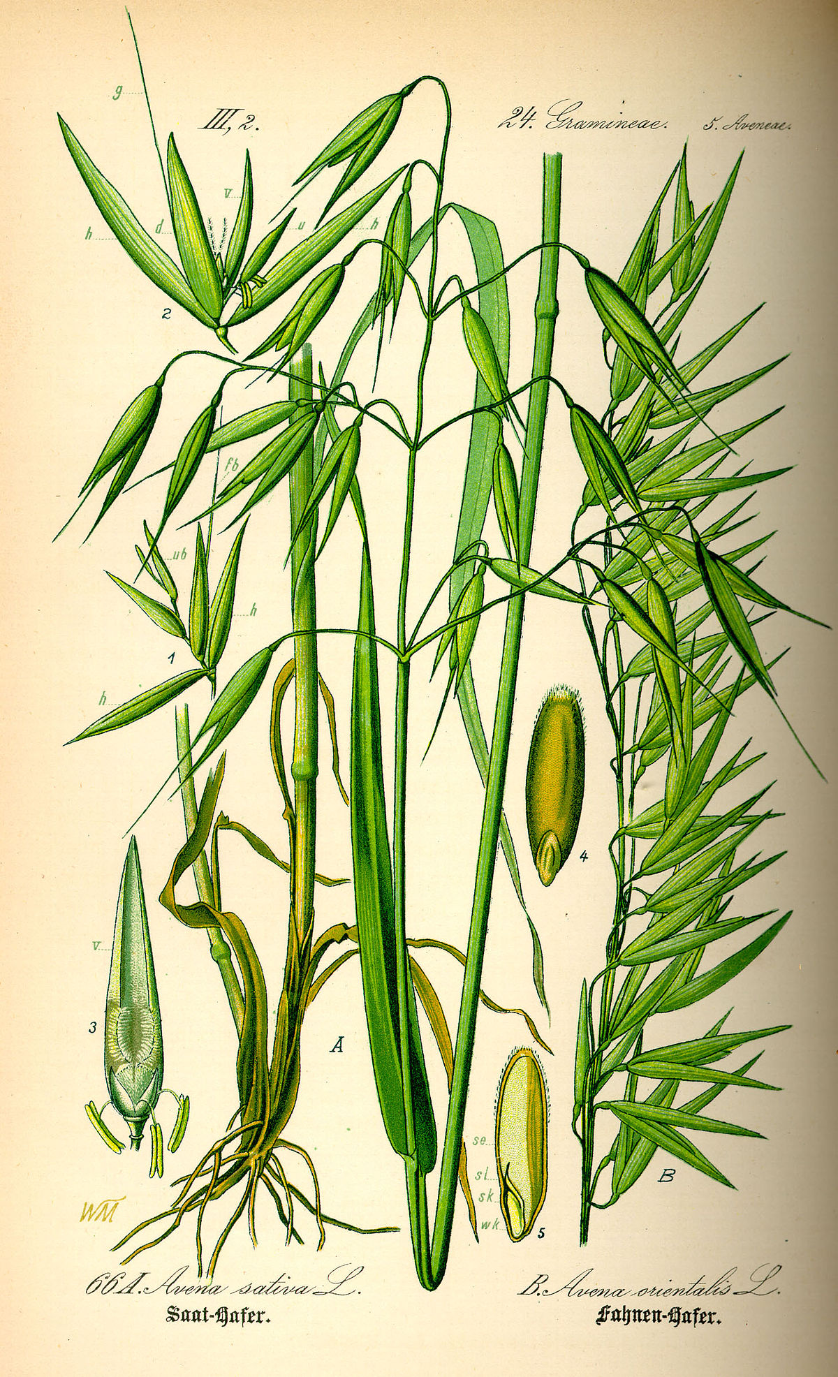 Avoine cultivée
