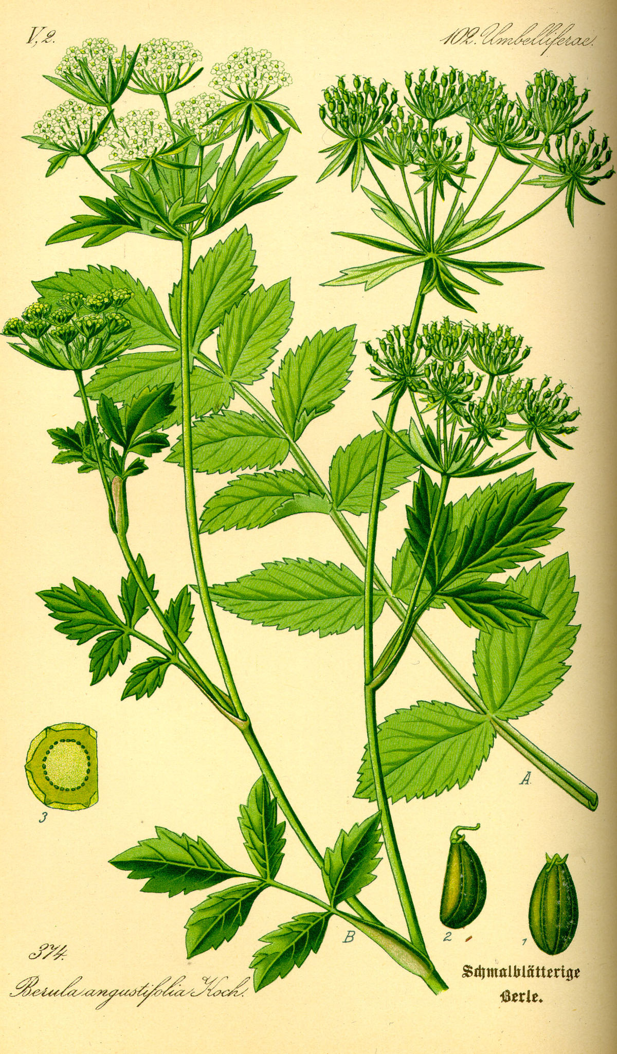 Berle dressée