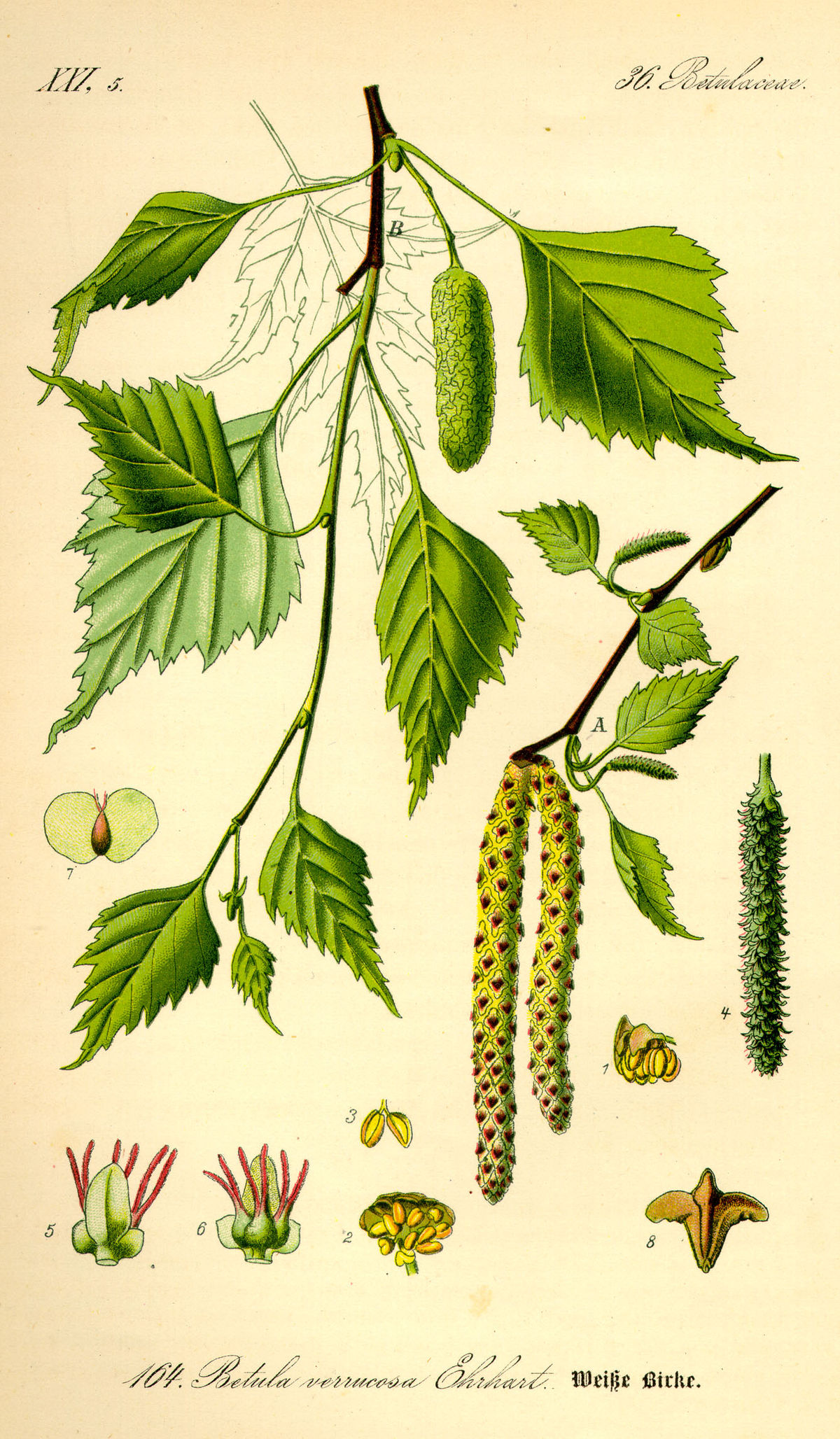 Bouleau