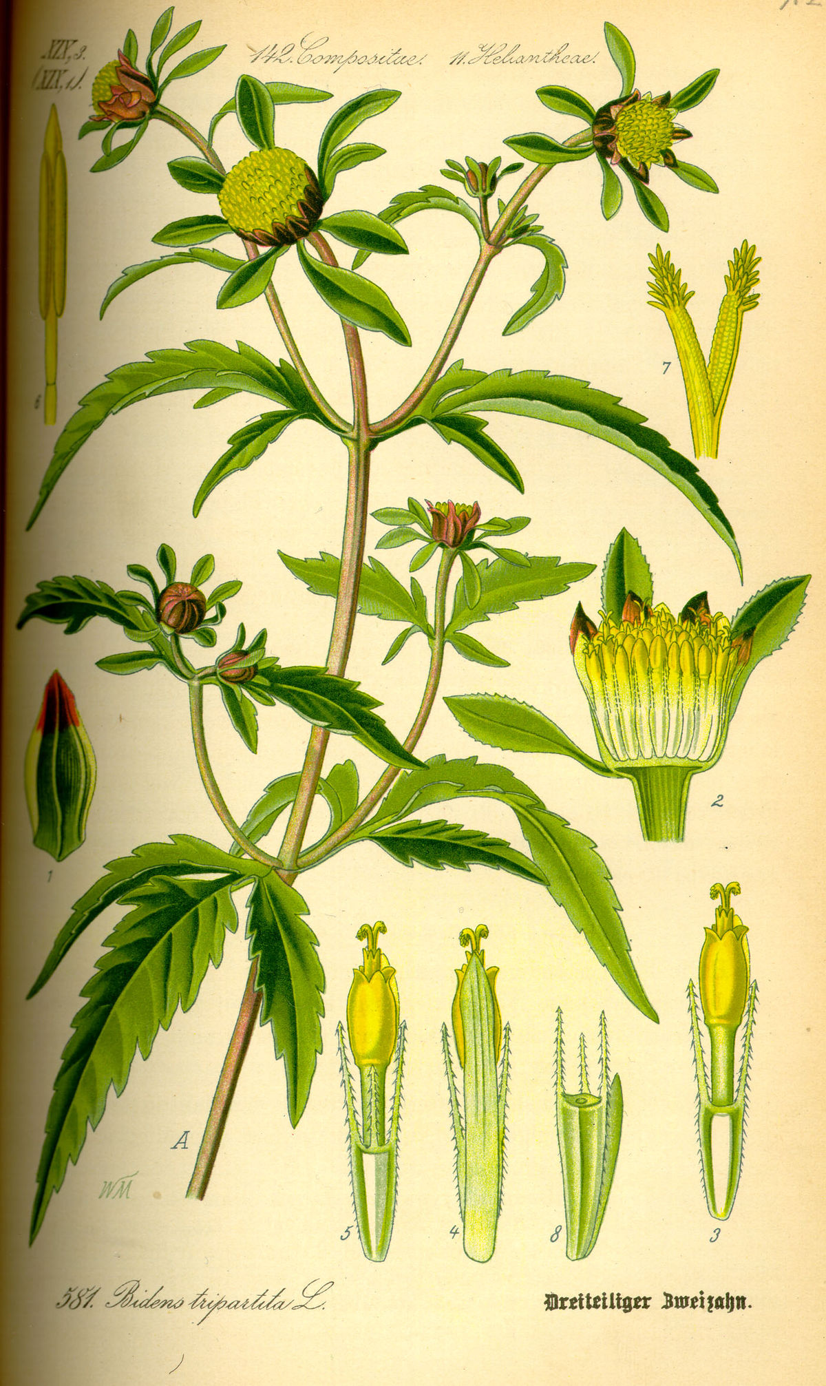 Bidens