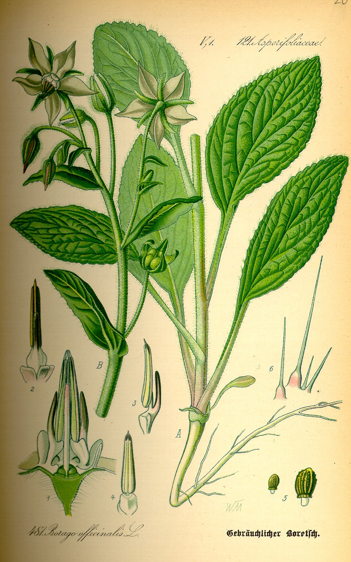 Bourrache officinale