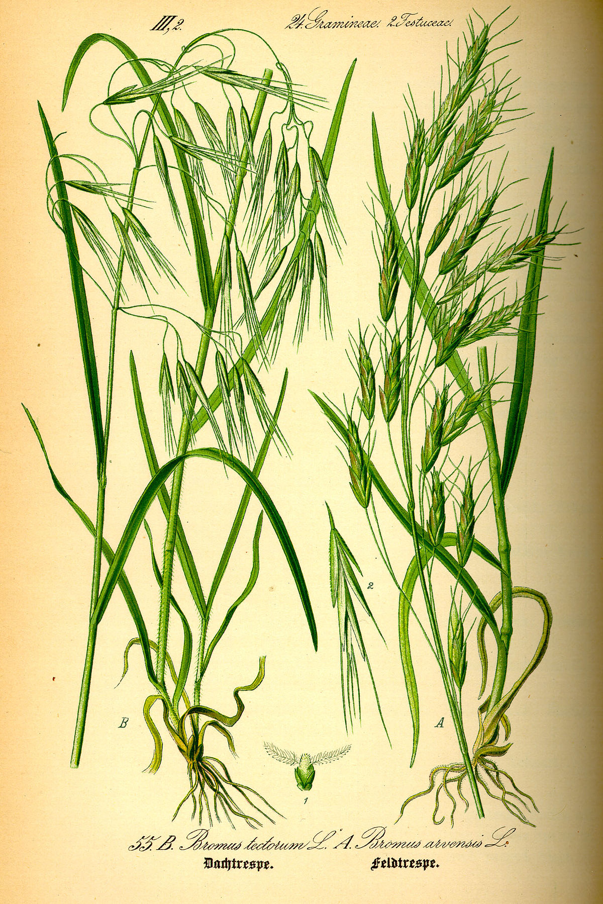 Brome des toits