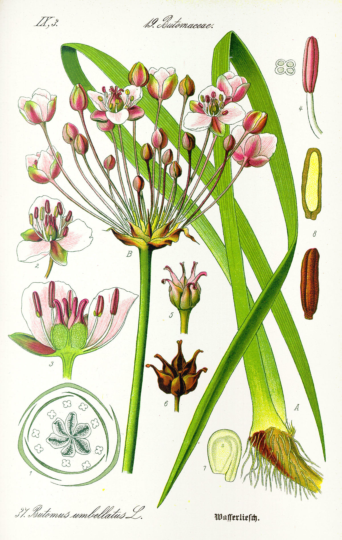 Jonc fleuri