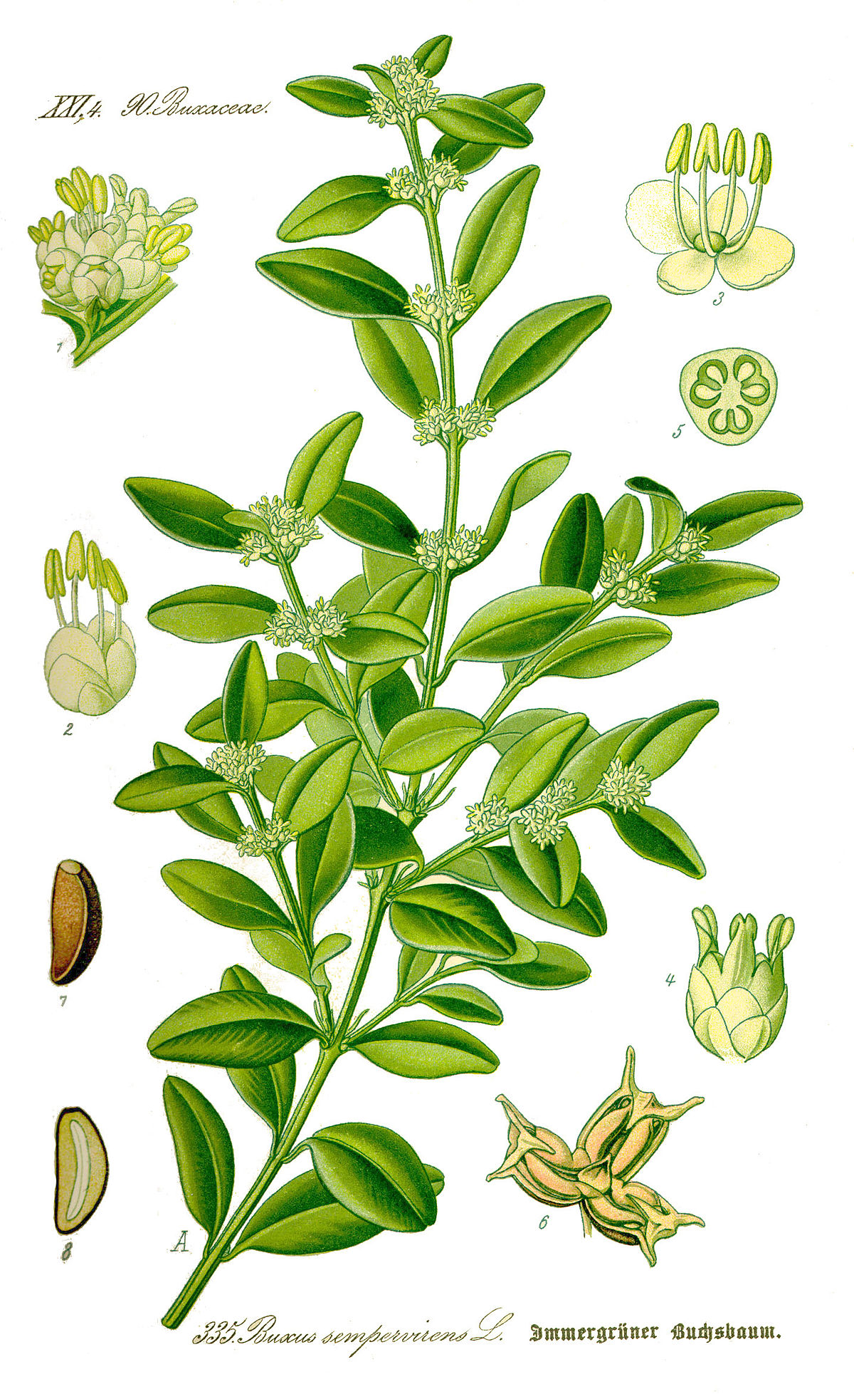 Buxus sempervirens
