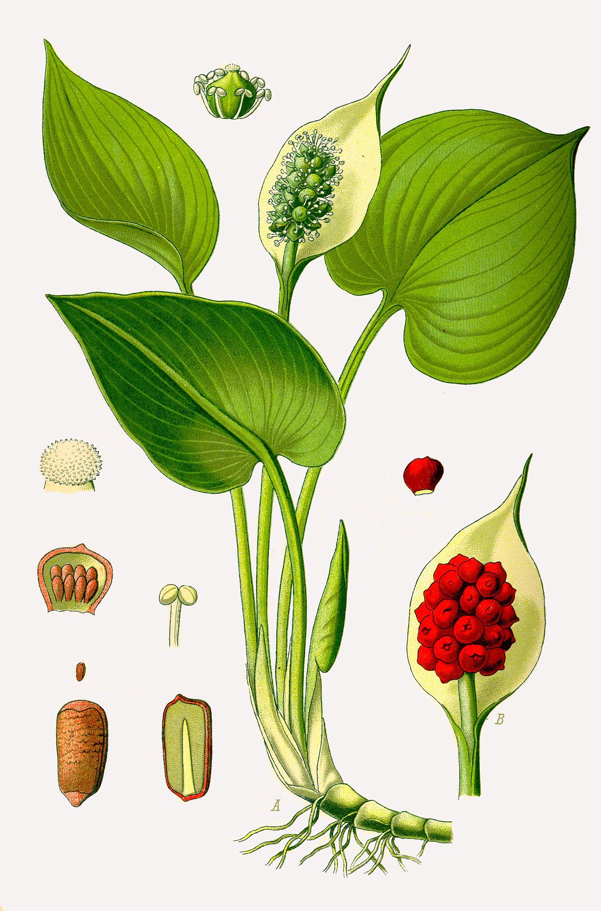 Calla des marais