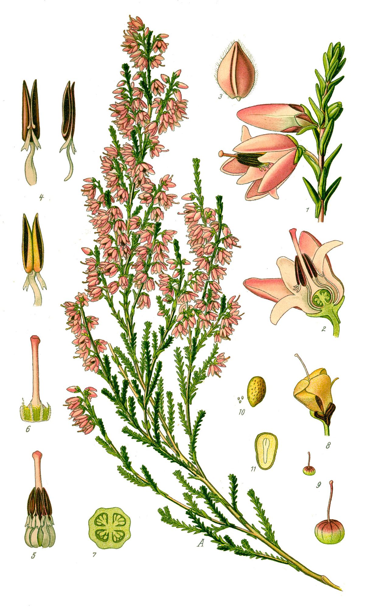 Bruyère callune
