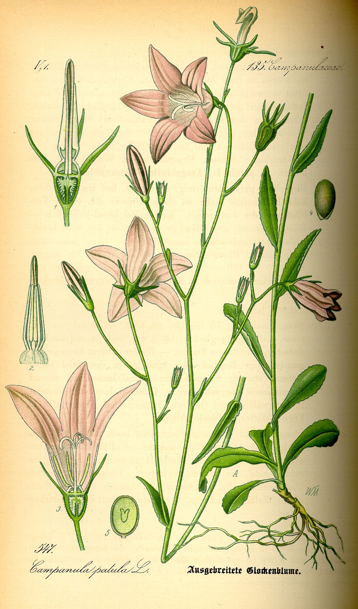 Illustration Campanula patula0.jpg