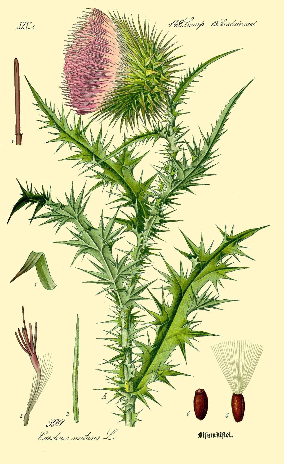 Chardon penché