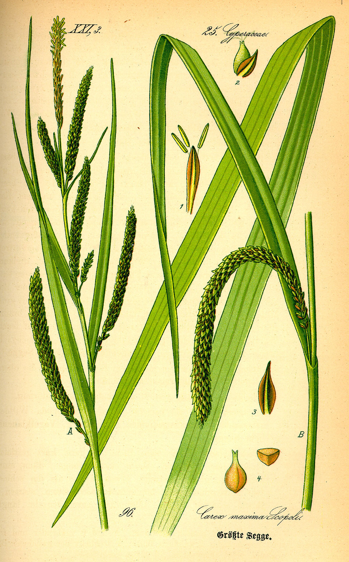 Cyperaceae