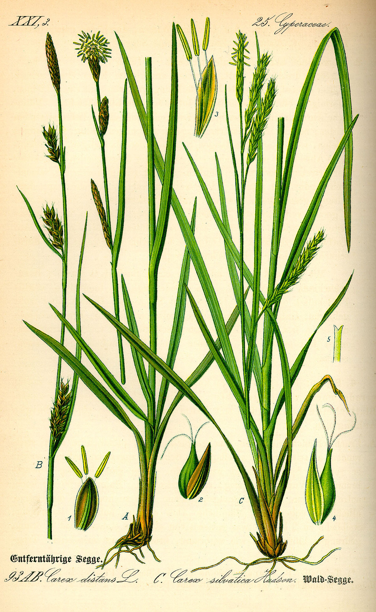 Laîche des bois