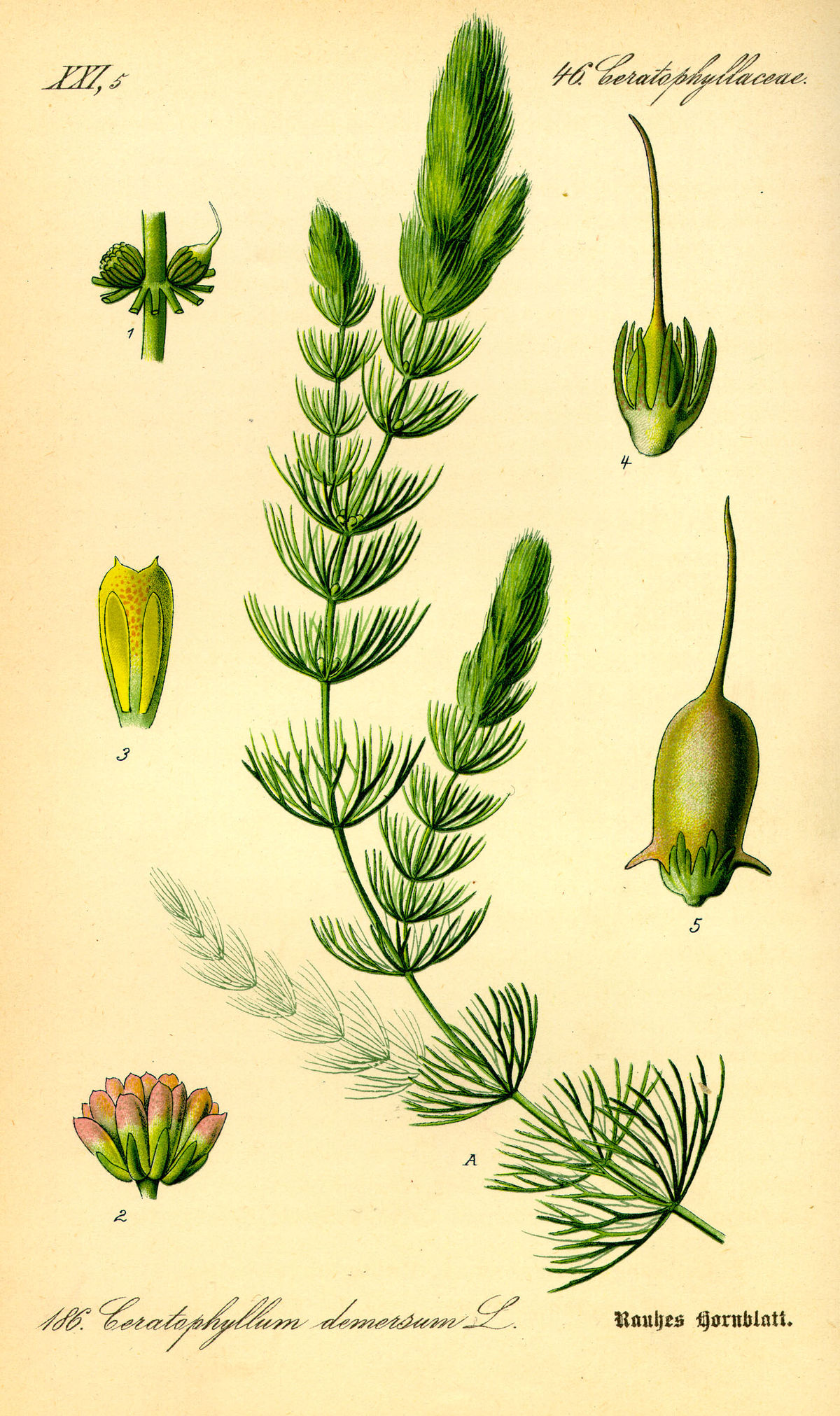 Ceratophyllaceae
