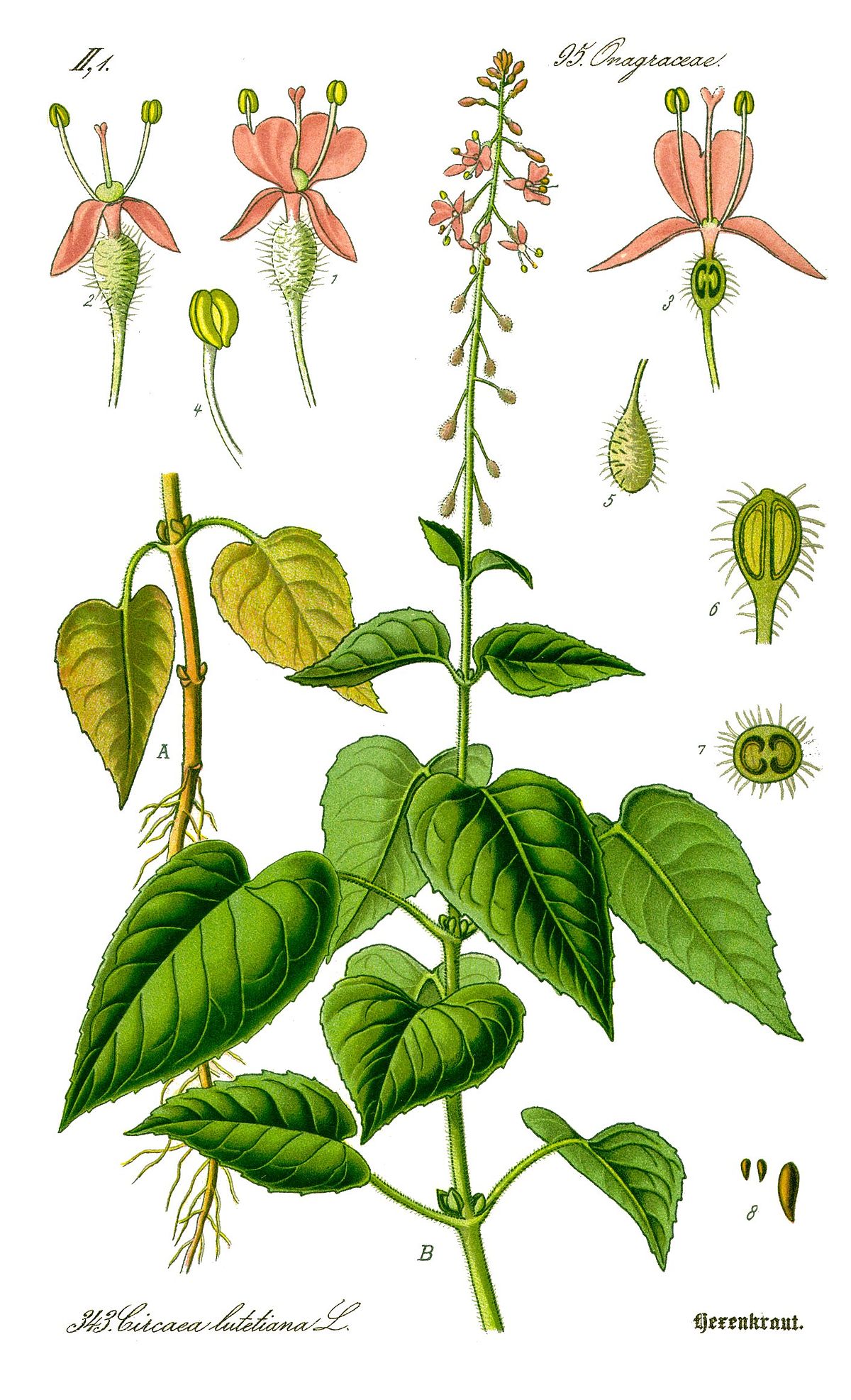 Onagraceae