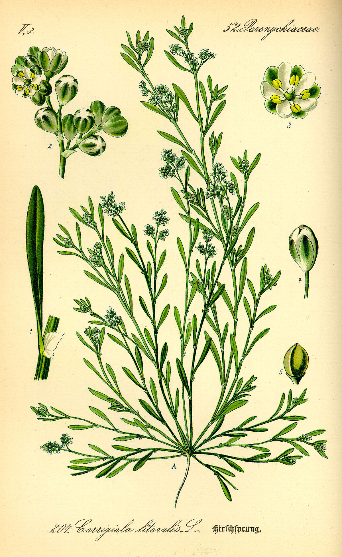 Molluginaceae