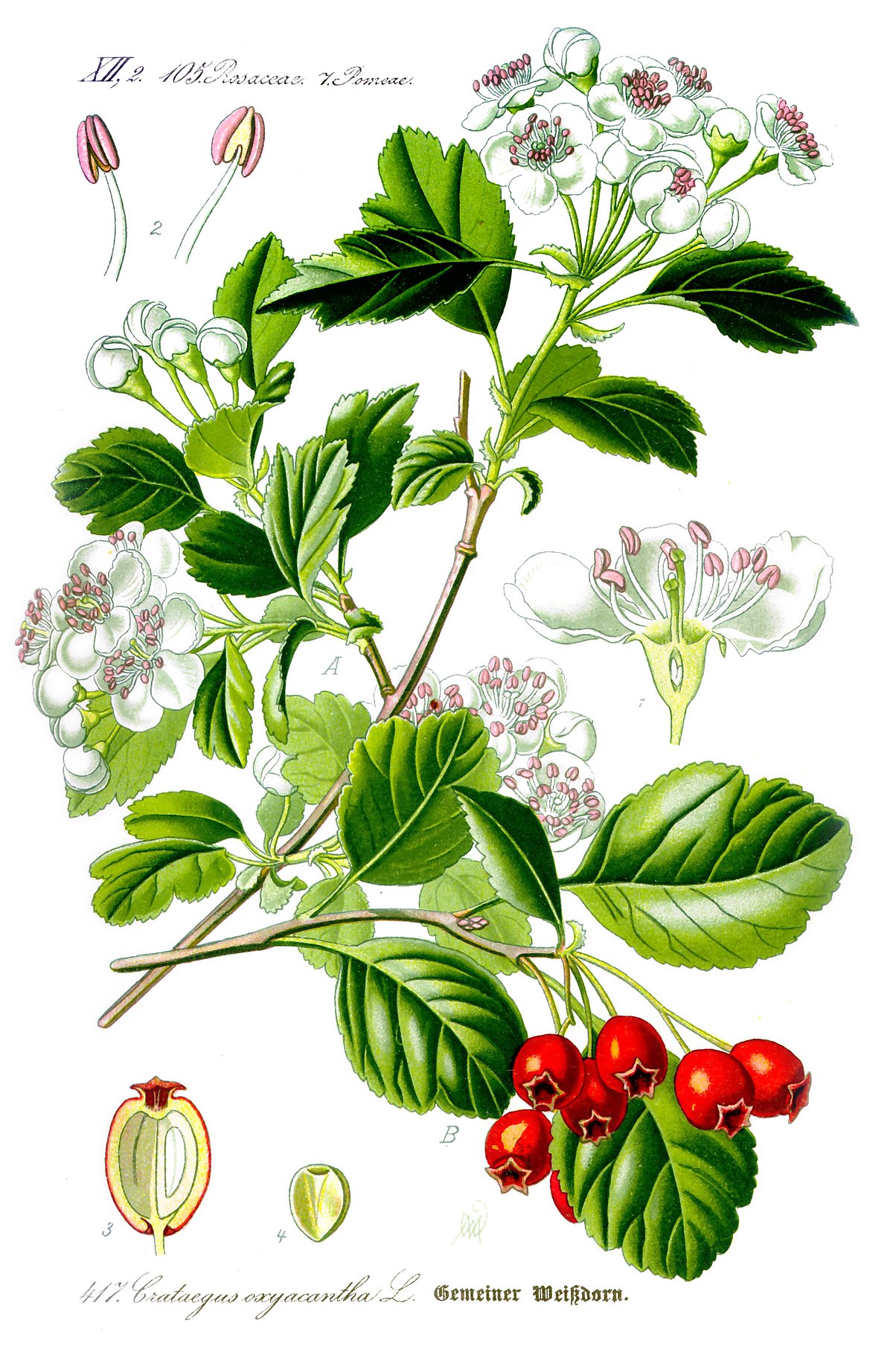 Aubépine épineuse